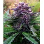 Purple Maroc Feminised